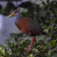 Russet-naped Wood-Rail